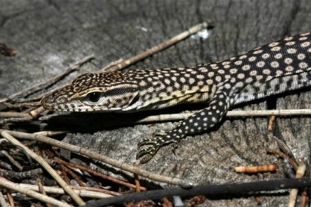 Black-tailed Monitor Varanus tristis Chinchilla, Queensland, Australia